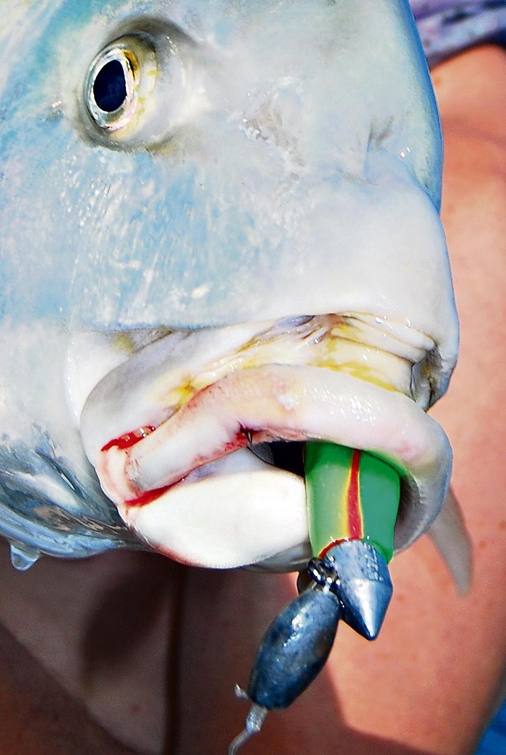  By putting a simple bean sinker into the loop knot, the jighead was able to get down into the  © Lee Brake